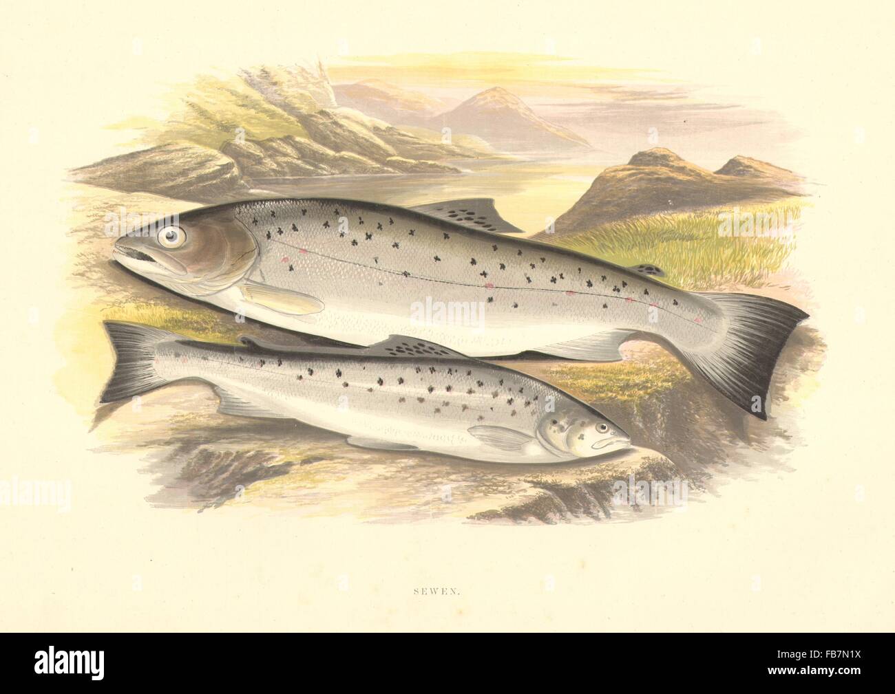 FRESHWATER FISH: Sewen (Salmo cambricus) - Houghton / Lydon, old print 1879 Stock Photo