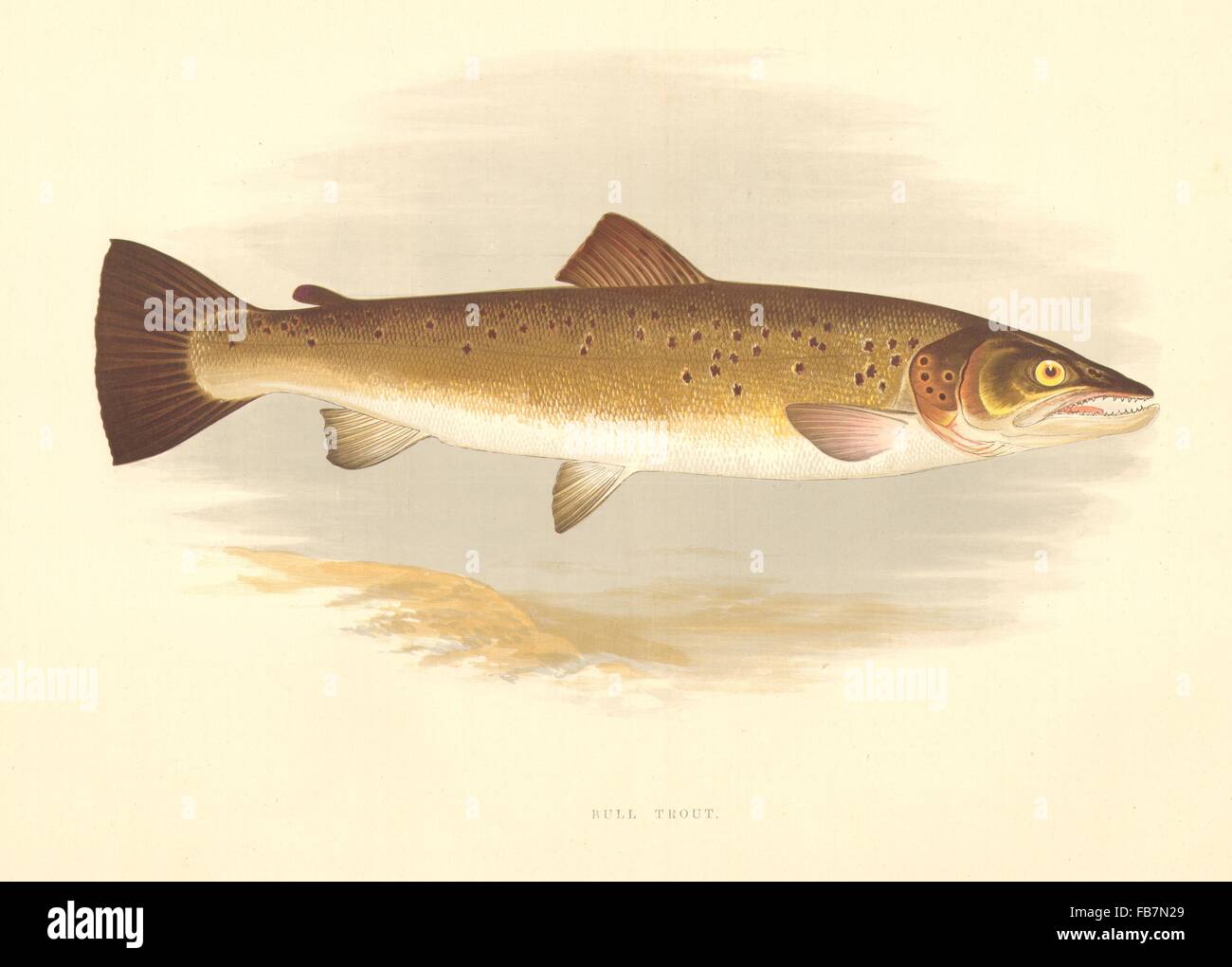 FRESHWATER FISH: Bull Trout (Salmo eriox) - Houghton / Lydon, old print 1879 Stock Photo
