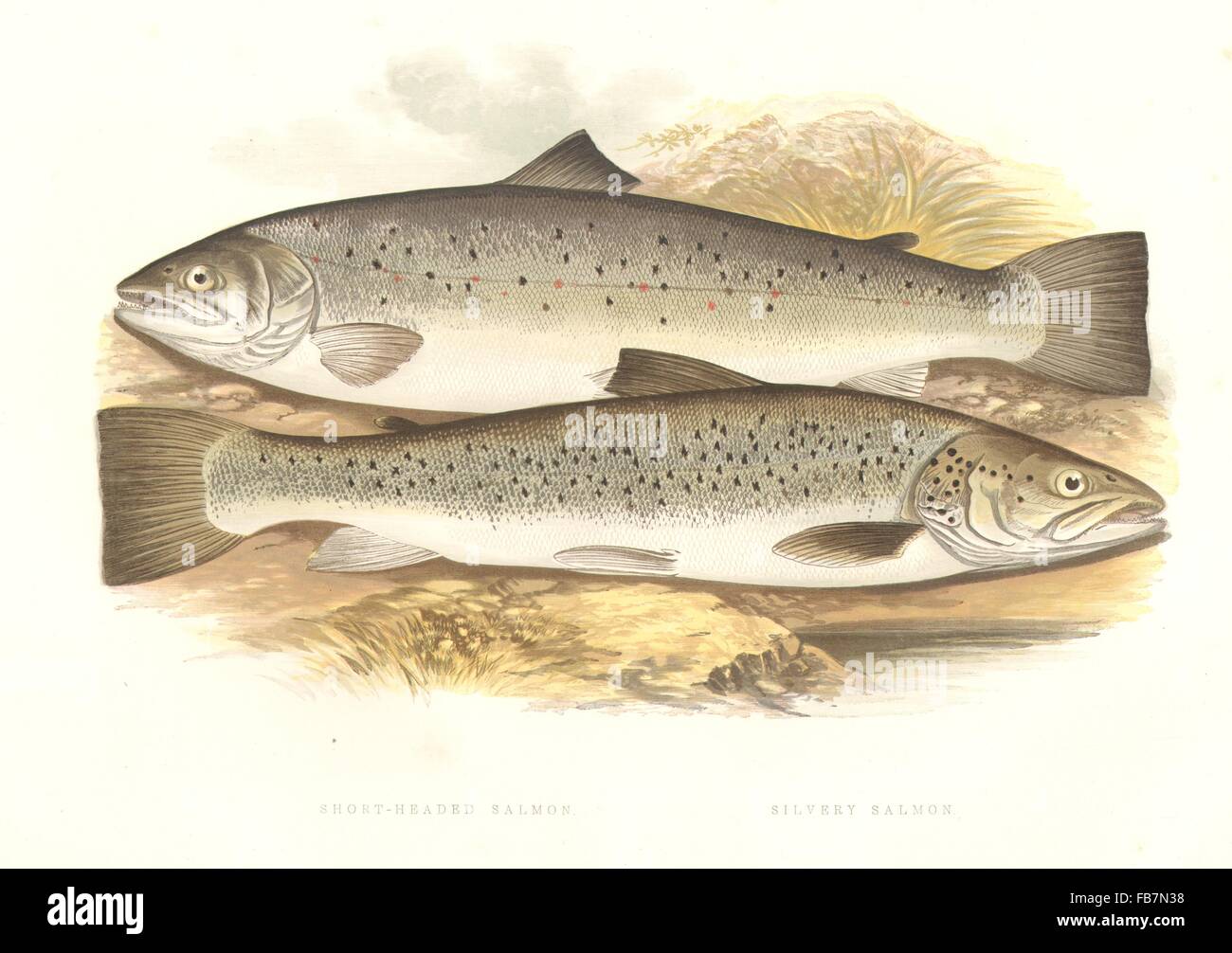 FISH:Short-Headed & Silvery Salmon.(Salmo brachypoma,argenteus)-Houghton, 1879 Stock Photo