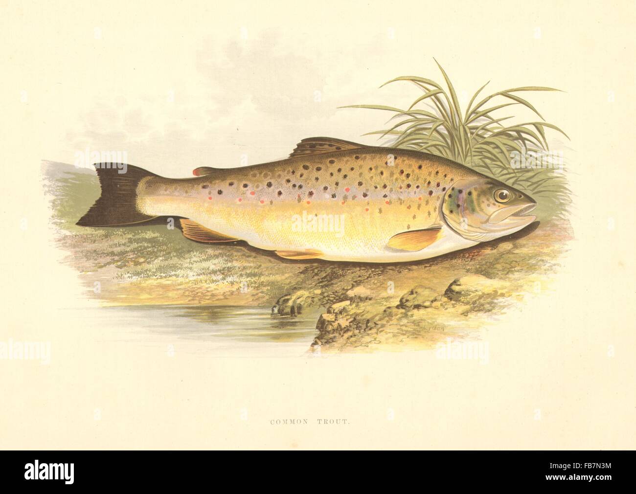 FRESHWATER FISH: Common Trout (Salmo fario) - Houghton / Lydon, old print 1879 Stock Photo