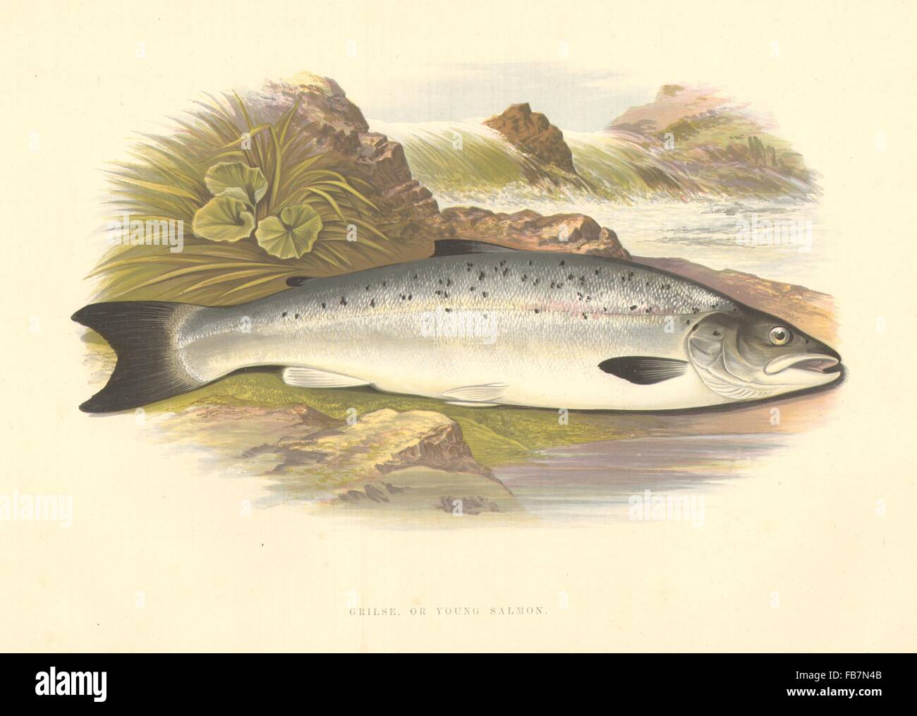 FRESHWATER FISH: Grilse, or Young Salmon- Houghton / Lydon, antique print 1879 Stock Photo