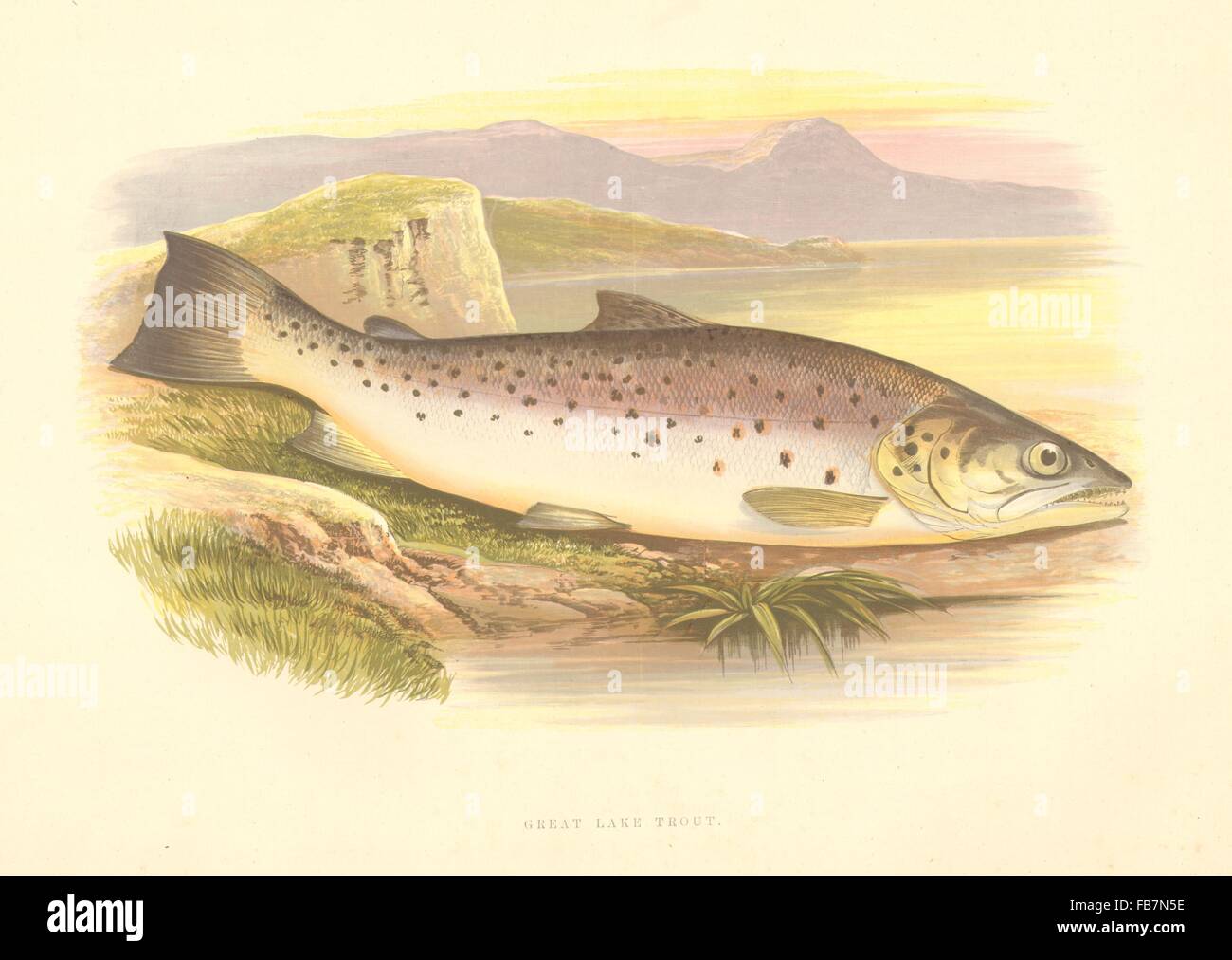 FRESHWATER FISH: Great Lake Trout (Salmo ferox) - Houghton / Lydon, print 1879 Stock Photo