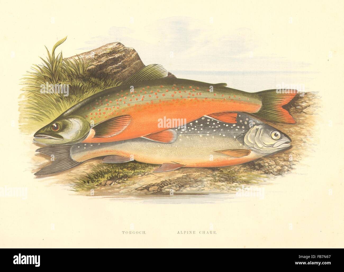 FRESHWATER FISH:Torgoch,Alpine Charr(Salmo perisii,alpinus)-Houghton/Lydon, 1879 Stock Photo
