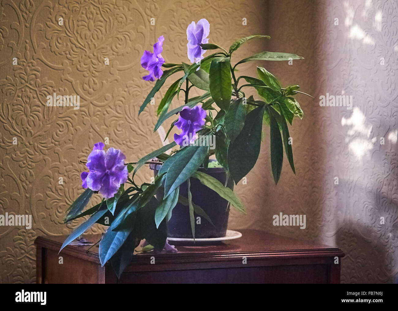 Yesterday today tomorrow plant brunfelsia hi-res stock photography and  images - Alamy