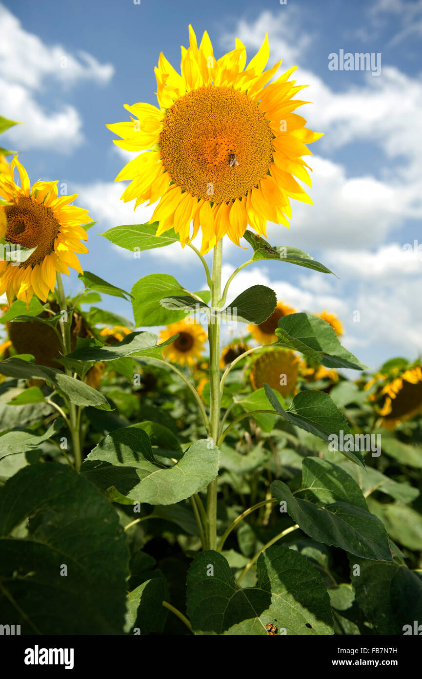 Beautiful sunflower in the field with blue sky background Stock Photo ...