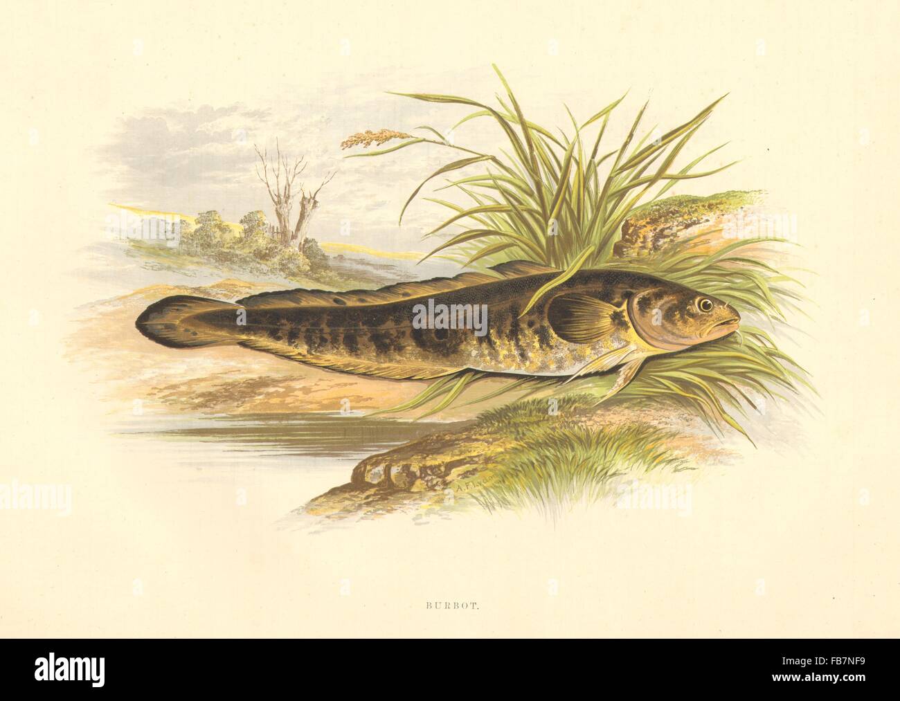 FRESHWATER FISH: Burbot (Lota vulgaris) - Houghton / Lydon, antique print 1879 Stock Photo