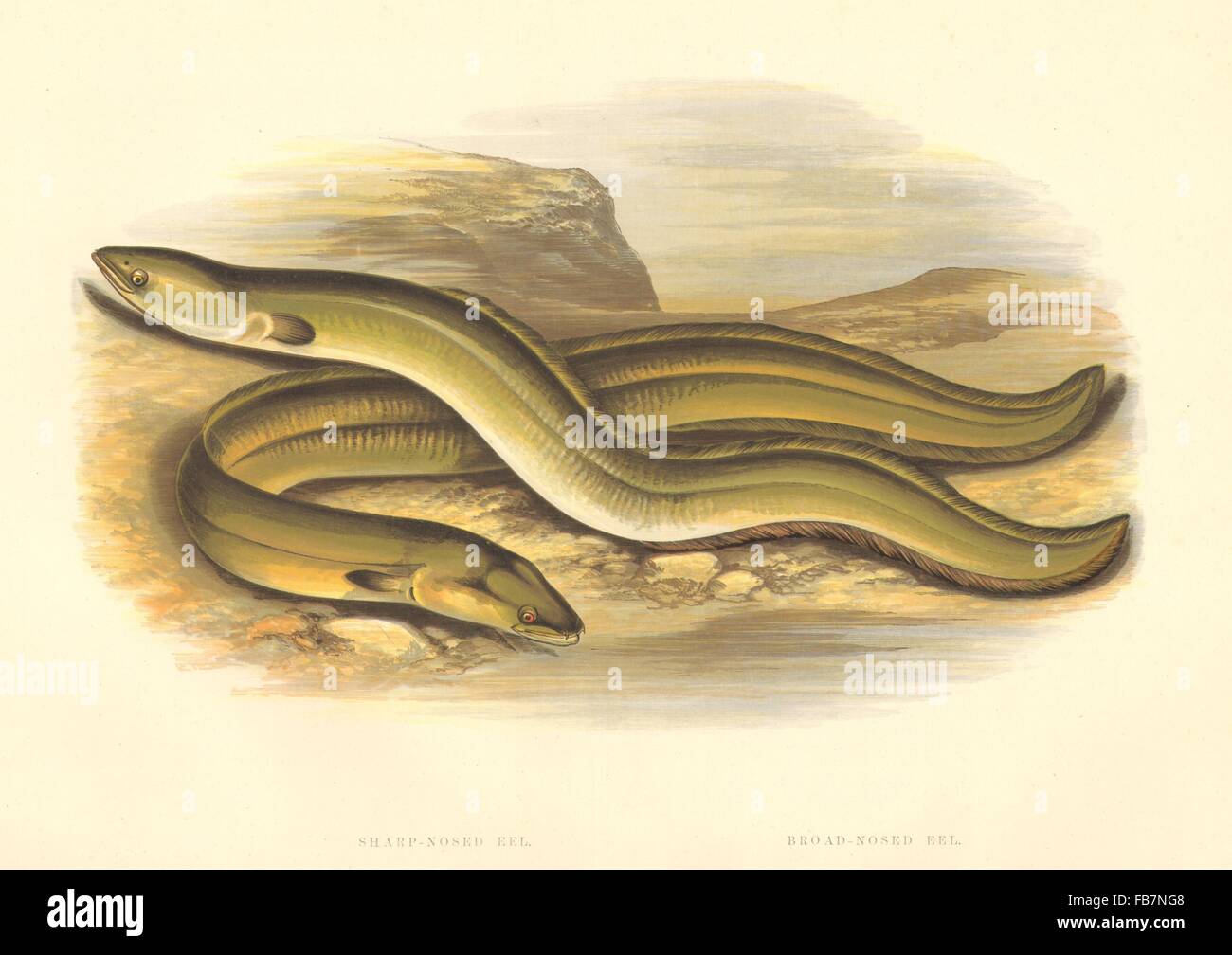 Anguilla vulgaris hires stock photography and images Alamy