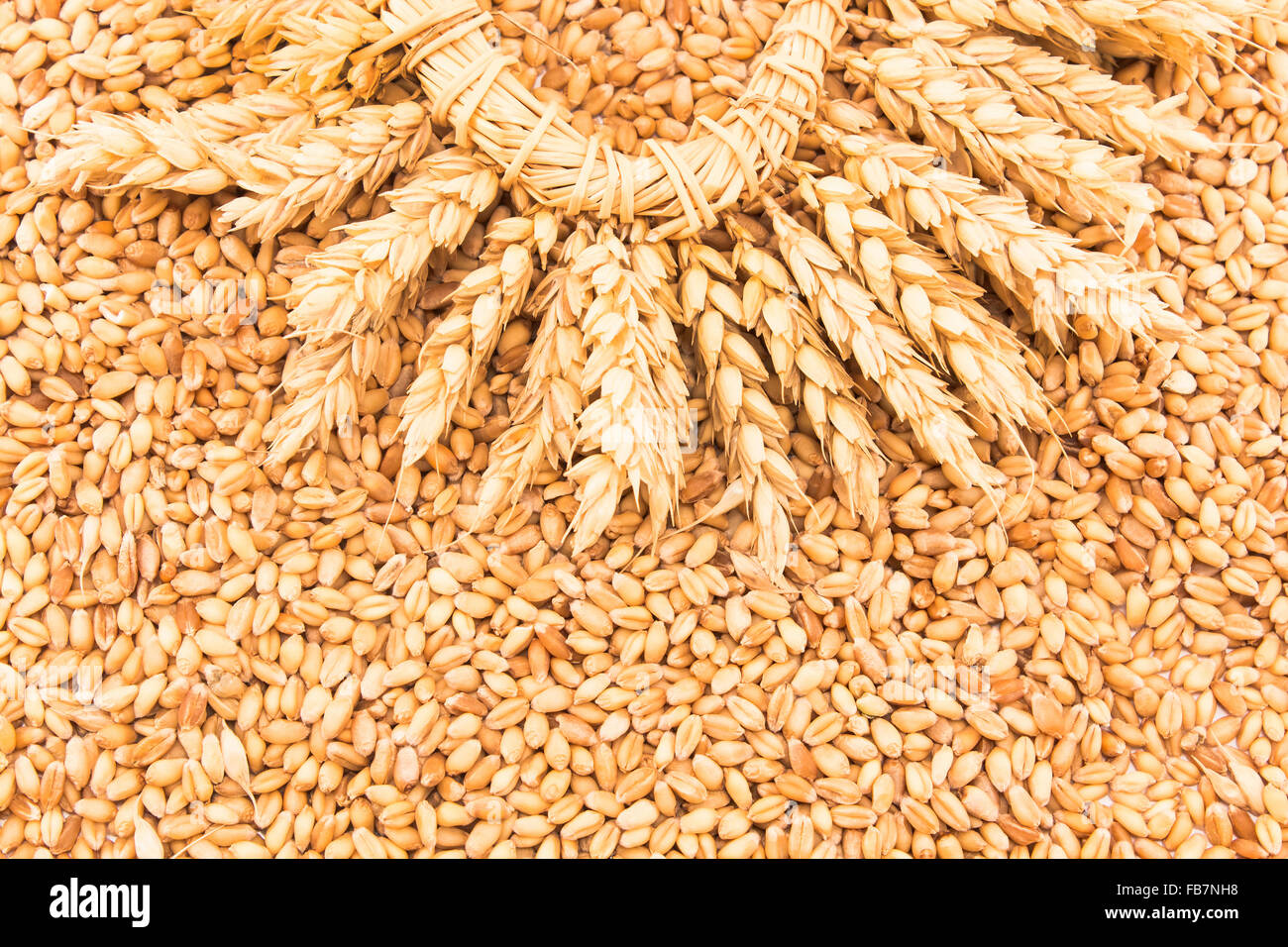 Закупка фуражного зерна. Ячмень фуражный. Пшеница. Пшеница фуражная. Пшеница продовольственная.