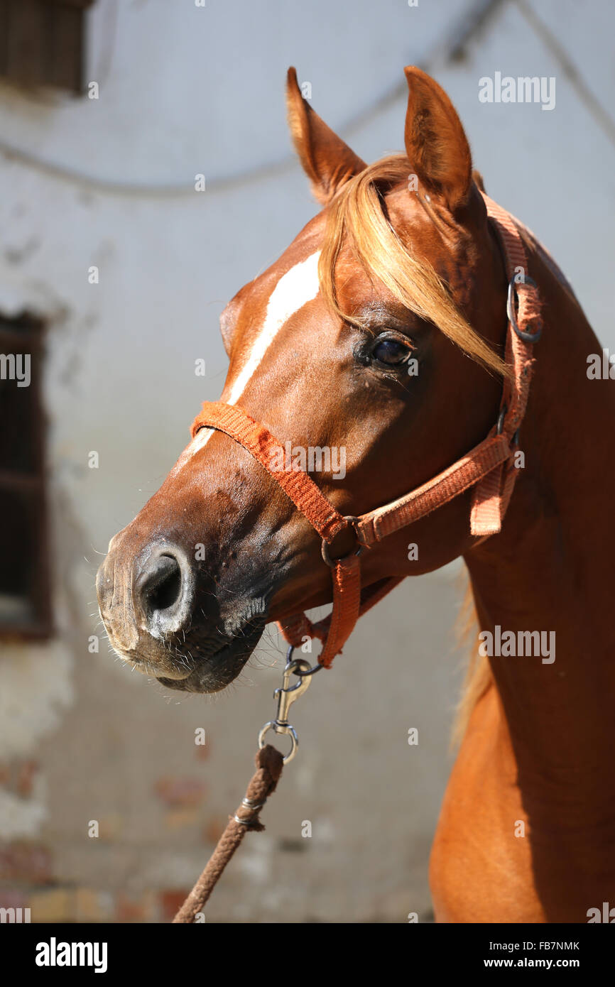 Portrait of beautiful arabian horse against white wall Stock Photo - Alamy