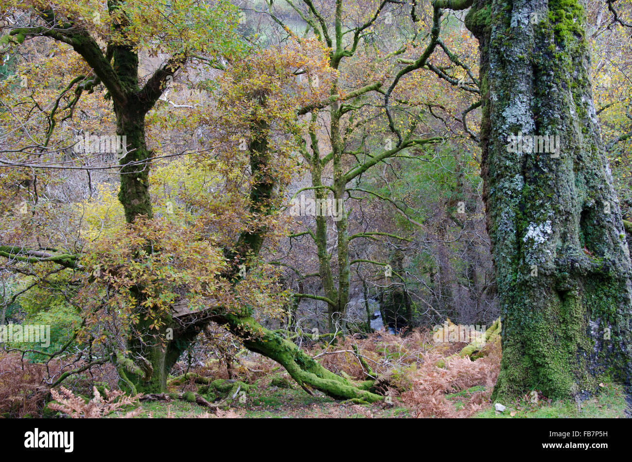 Autumn woodland scene in Snowdonia national park. Fallen leaves and bright autumnal colours and bracken forms a wilted carpet. Stock Photo