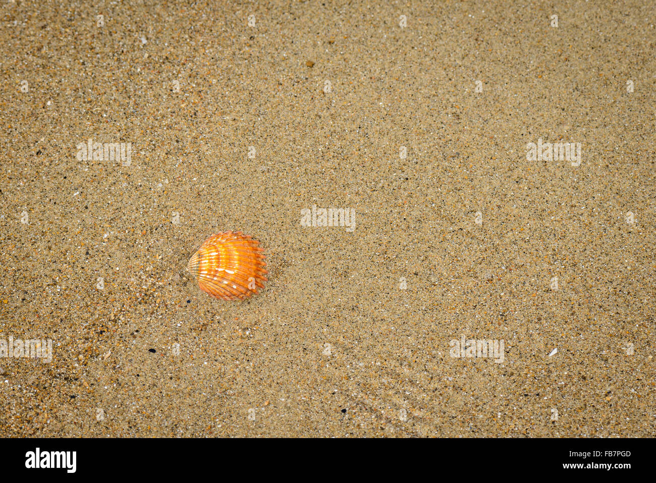 a nice orange shell on the sand Stock Photo