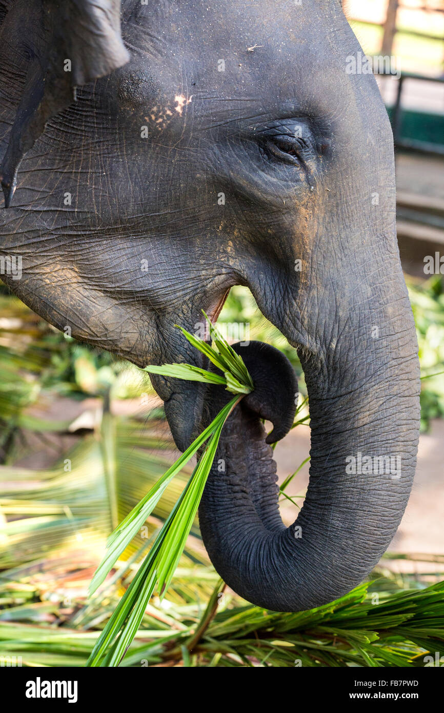 Asian elephants (Elephas maximus) feeding in the Pinnawela Elephants Orphanage, Pinnawela, Sri Lanka Stock Photo