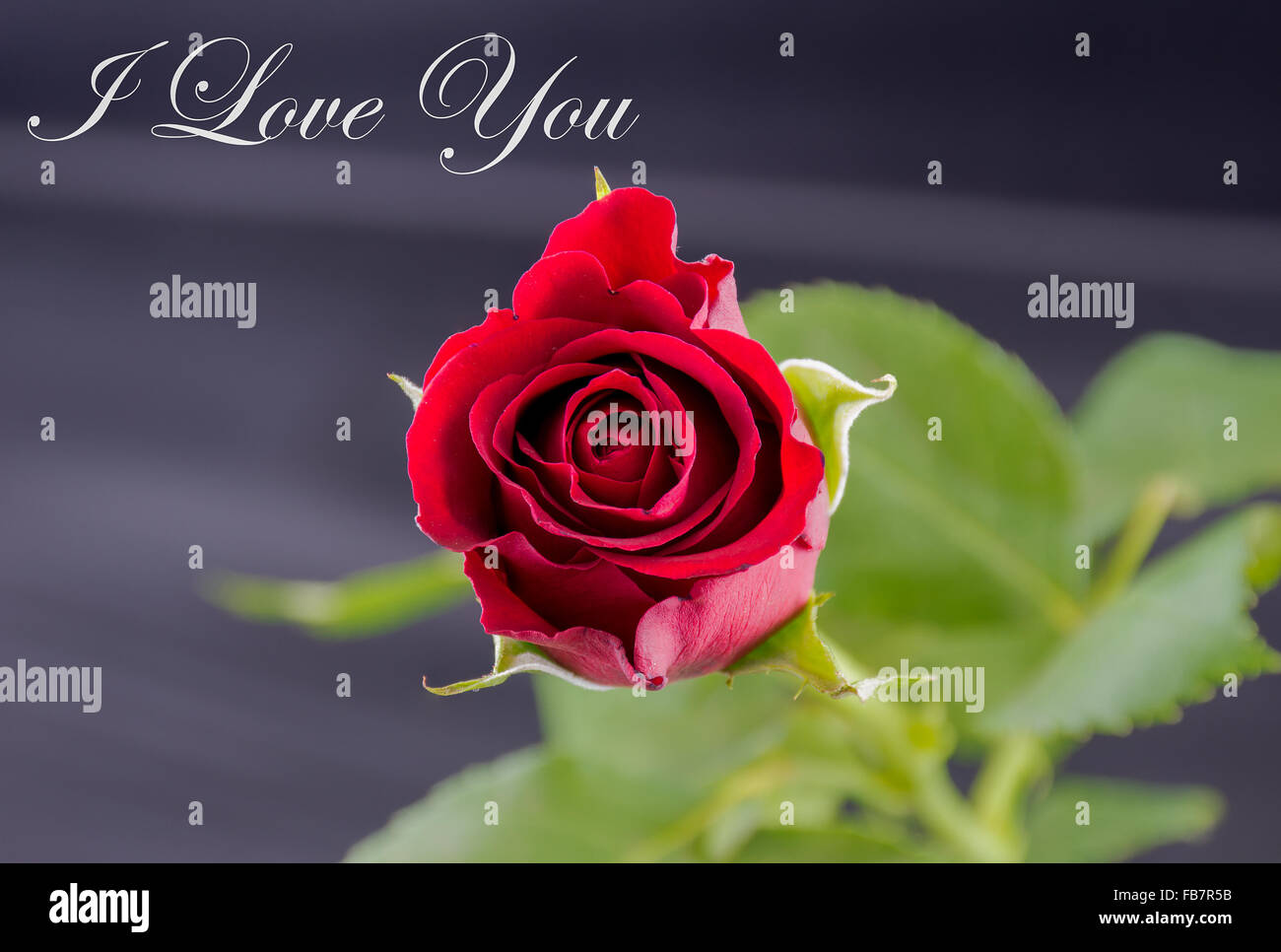 Red Rose I Love You Stock Photo Alamy Red Rose I Love You Stock Photo Alamy