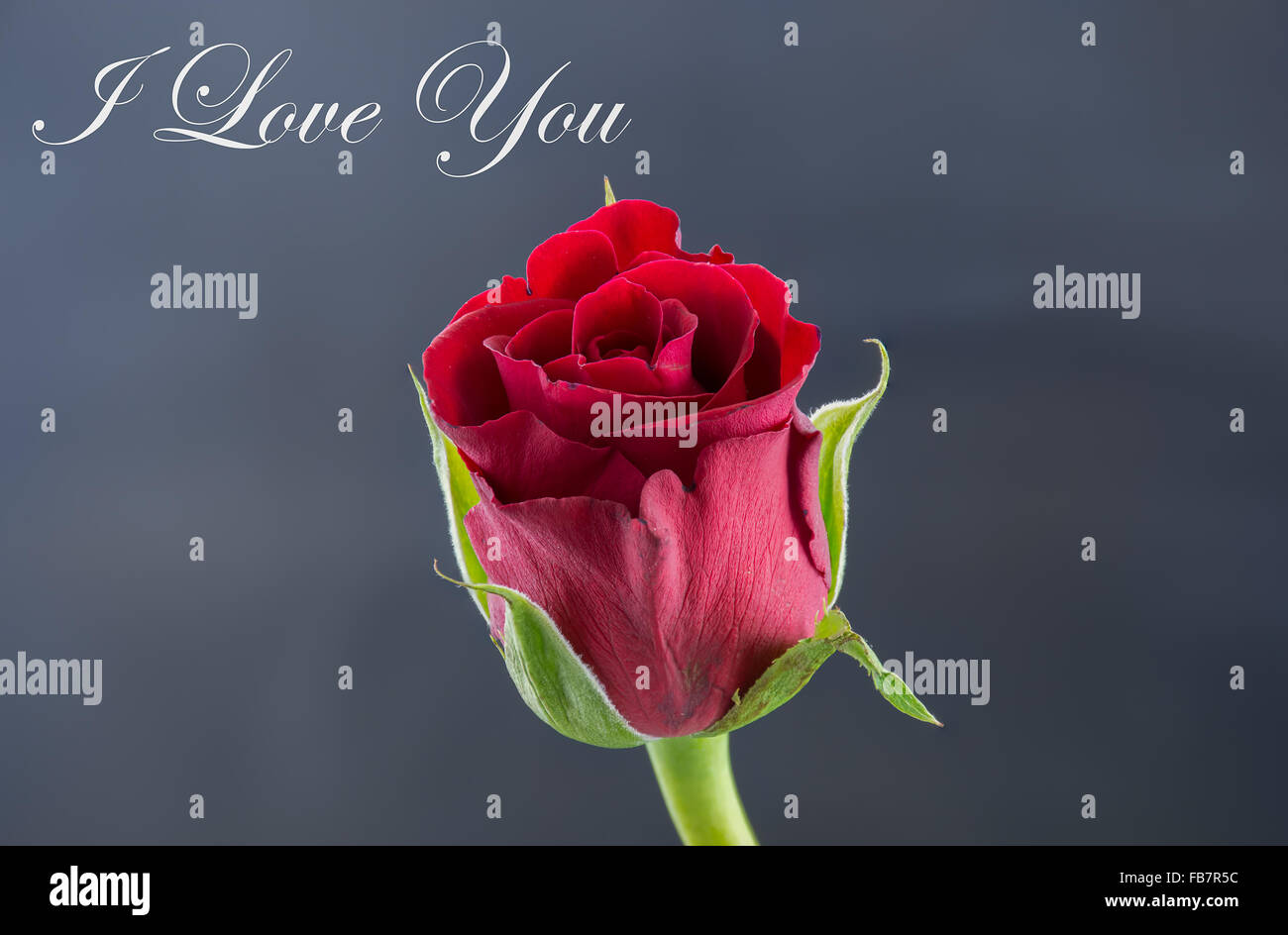 Red Rose I Love You Stock Photo Alamy Red Rose I Love You Stock Photo Alamy