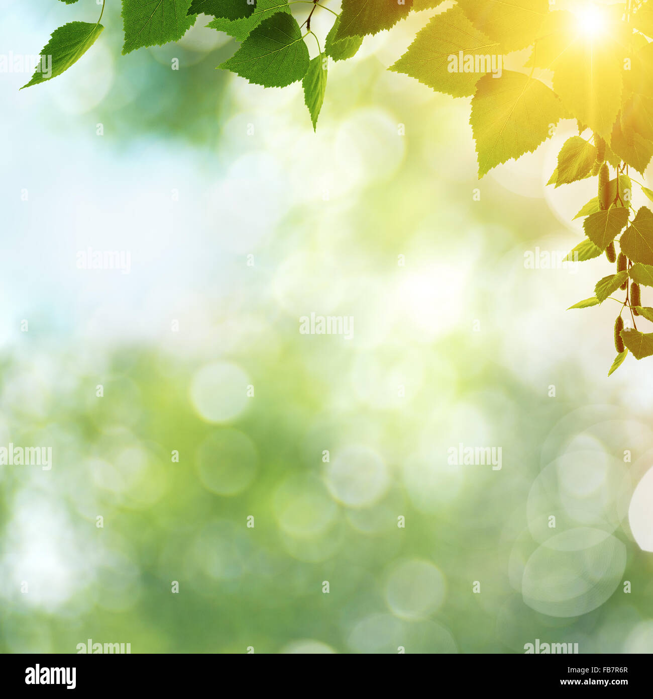 Beauty spring day, abstract seasonal backgrounds with green foliage and ...