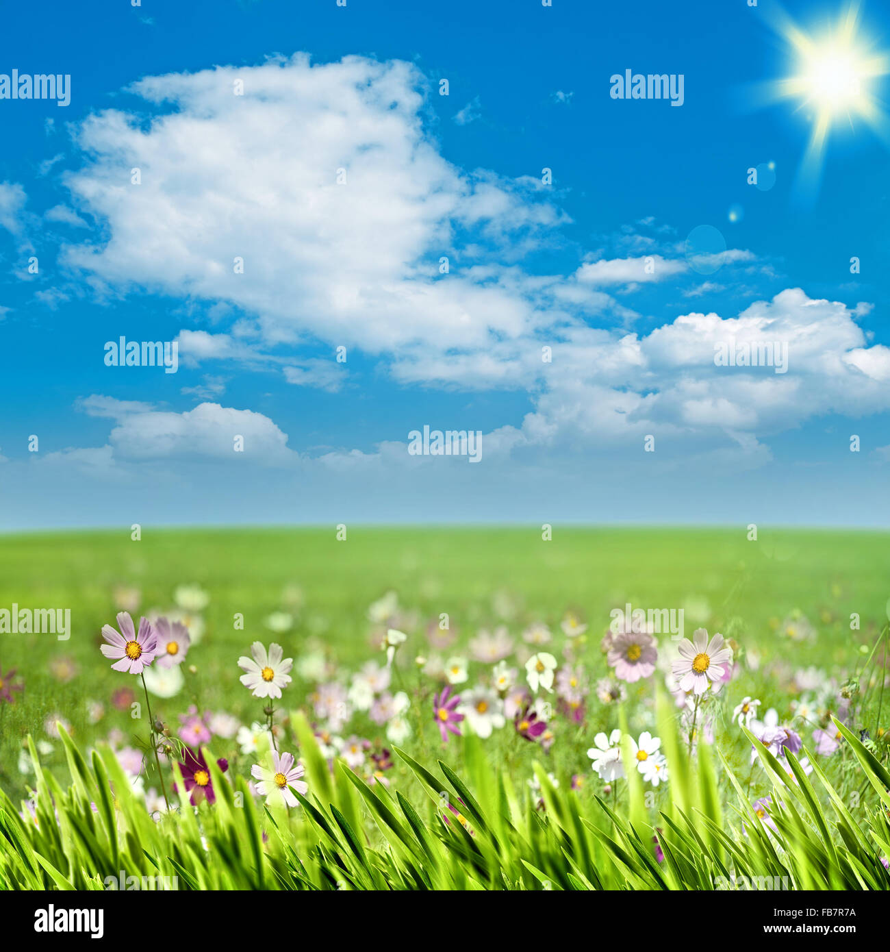 Beauty meadow with flowers and green grass under blue skies, seasonal ...