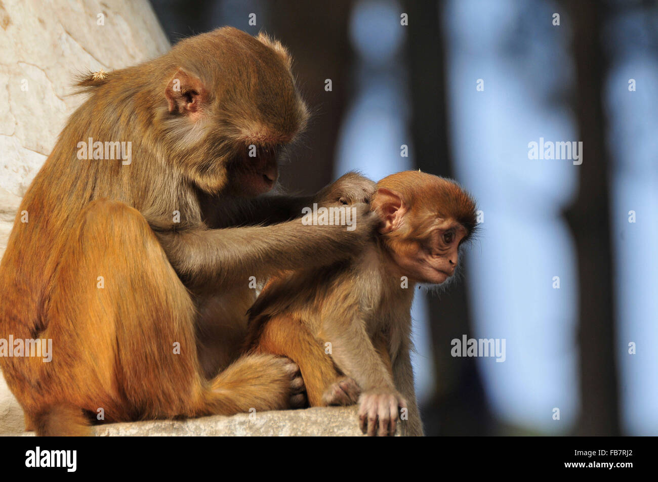 Monkey Picking Lice Stock Photos Monkey Picking Lice Stock