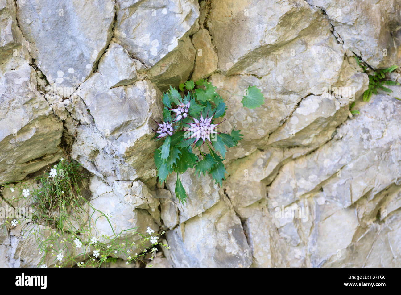 A close up of a physoplexis comosa, tufted horned rampion, rare flower,  Italian Alps Stock Photo