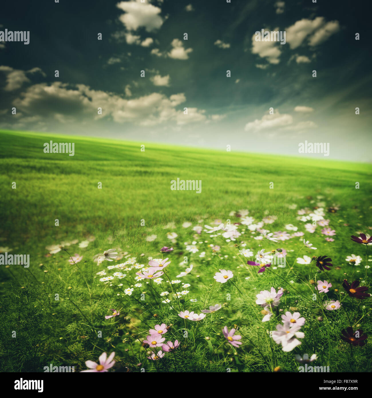 Beauty meadow with flowers and green grass under blue skies, seasonal ...