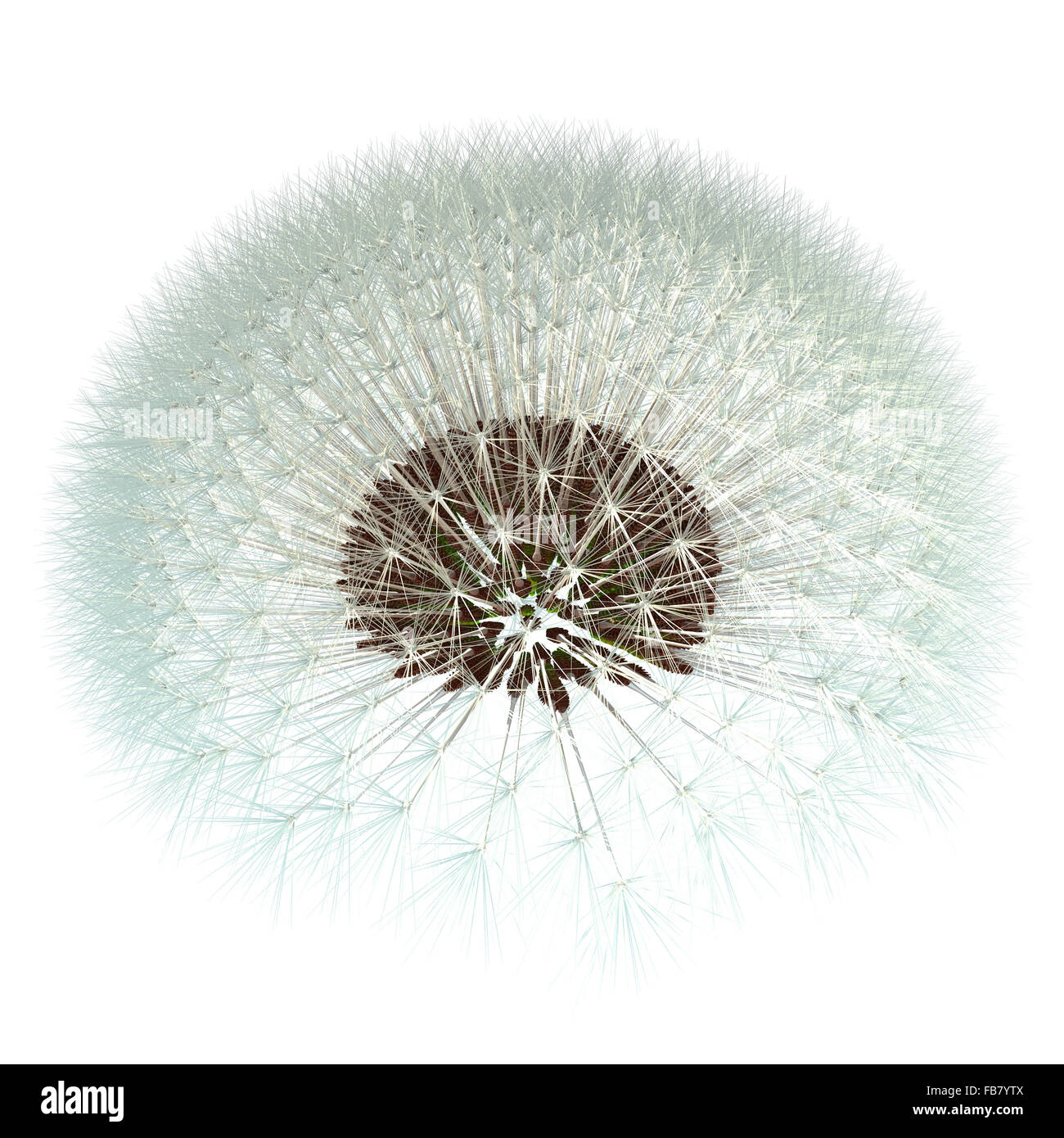 Dandelion seeds ready to take to the wind! 3d render based on experimentation with the golden ratio fibonacci sequence. Isn't na. Stock Photo