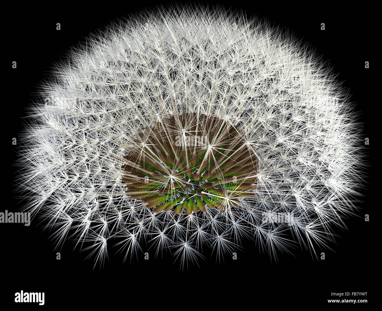 Dandelion seeds, 3d generated, black background. Fibonacci sequence and golden ratio experiments. Stock Photo