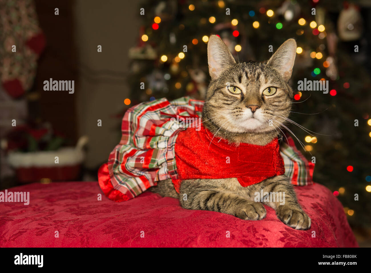 Cute cat wearing a dress on Christmas Stock Photo