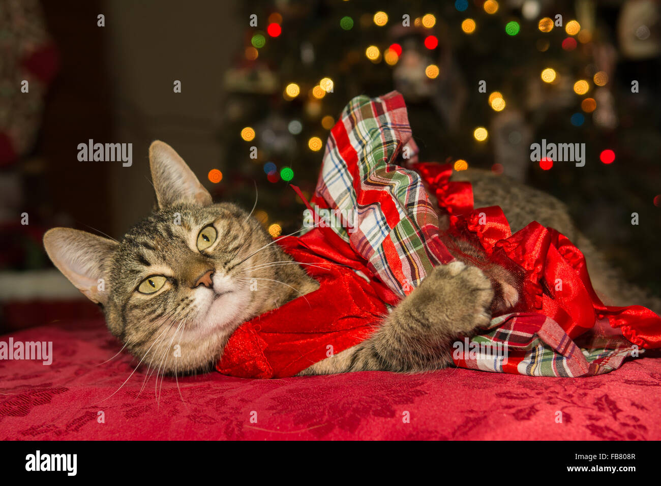 Cute cat wearing a dress on Christmas Stock Photo