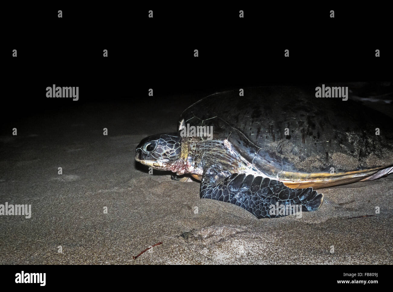 Green sea turtle (Chelonia mydas) moving to reach its spawning ground at Sukamade beach, Meru Betiri National Park, Indonesia. Stock Photo