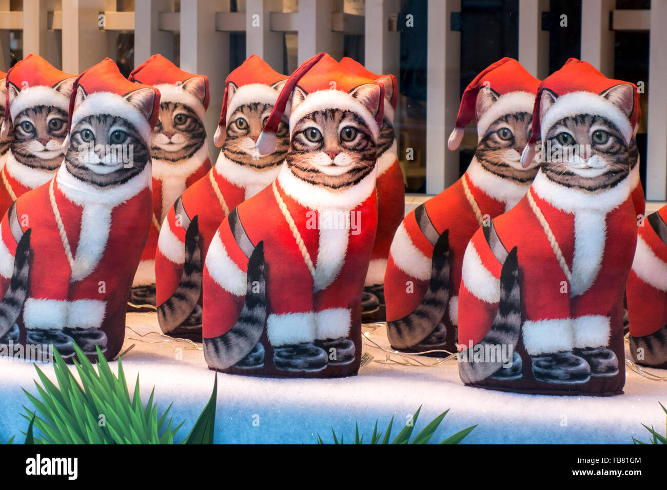 A row of identical Cats dressed as Santa in a shop window. Stock Photo