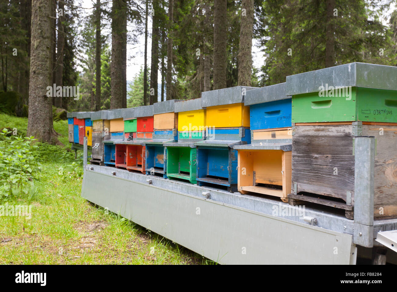 Number of hives in a row, bee keeping, farming, honey, rural life Stock