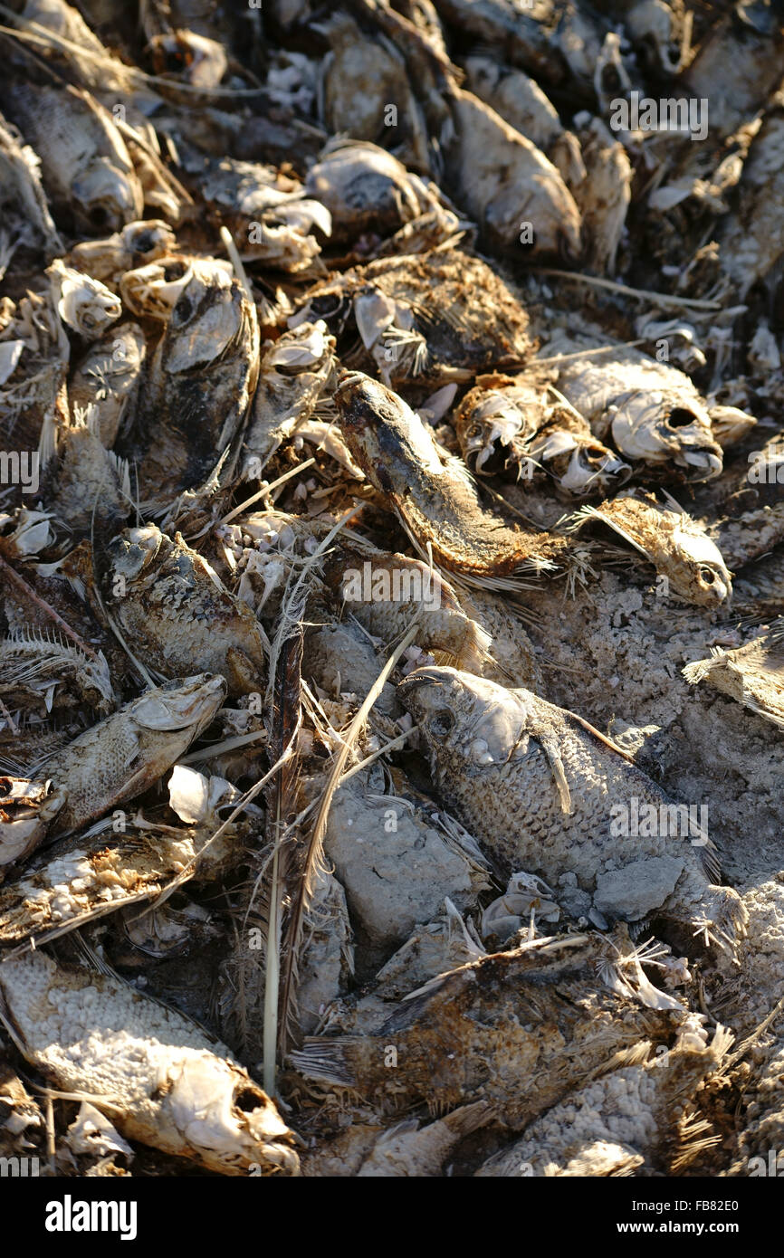 Dead Fishes at the Salton Sea Stock Photo