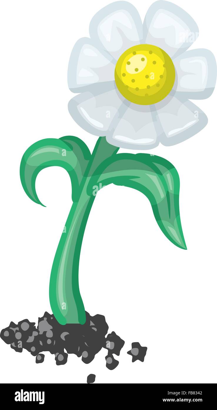 Vector illustration of a daisy flower Stock Vector Image & Art - Alamy