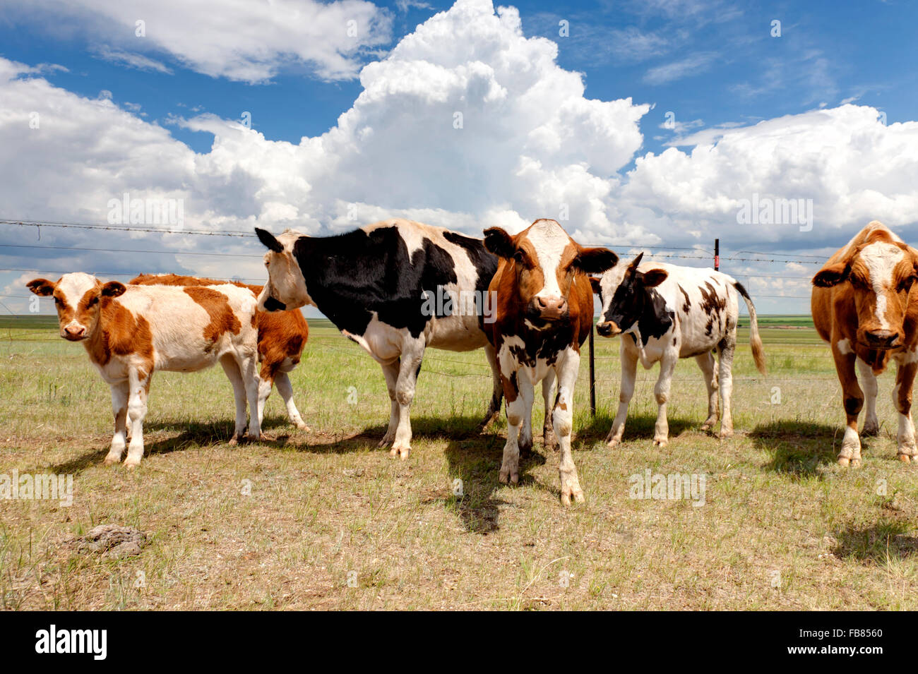 cows in the pasture Stock Photo