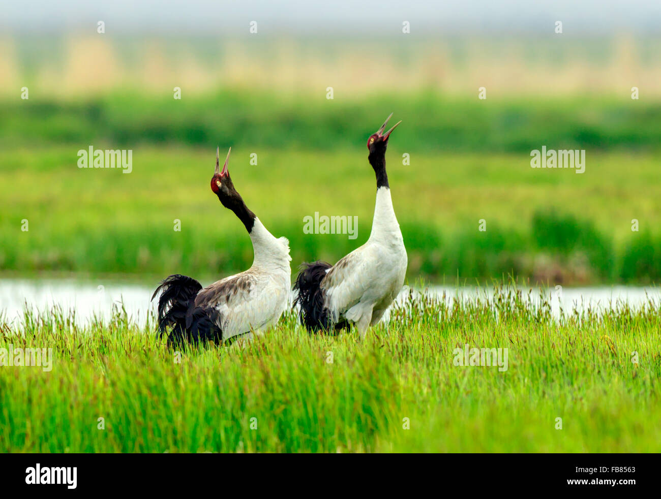 Two red-crowned crane (Grus japonensis) Stock Photo