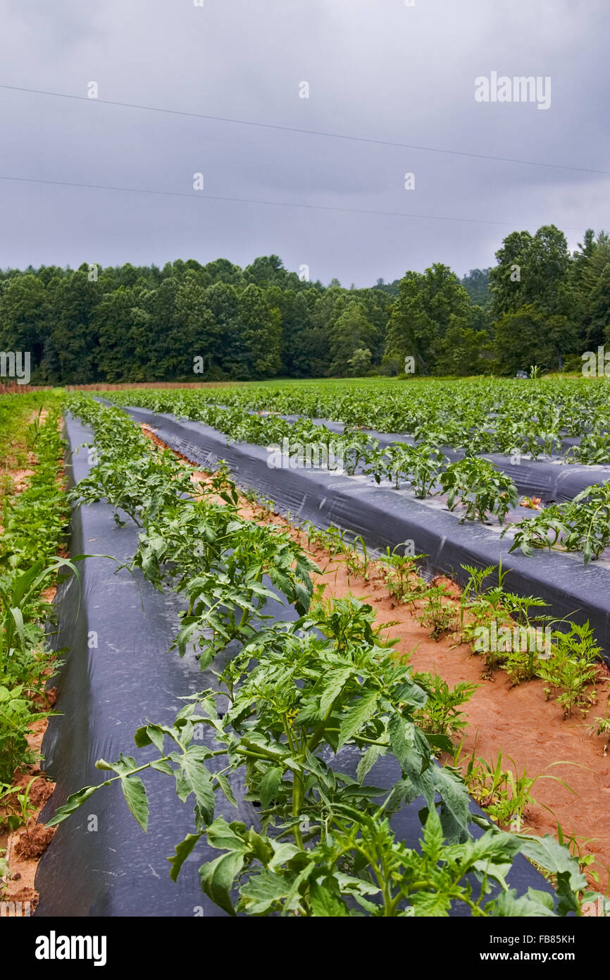 Field of tomato plants hires stock photography and images Alamy