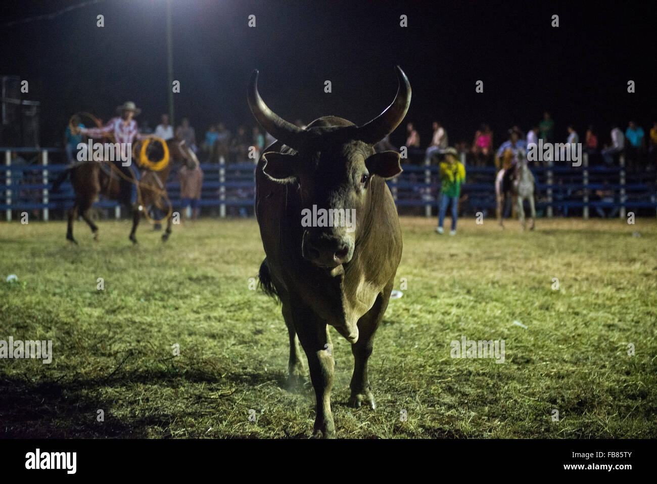 Fiesta del Toros in Costa Rica Stock Photo