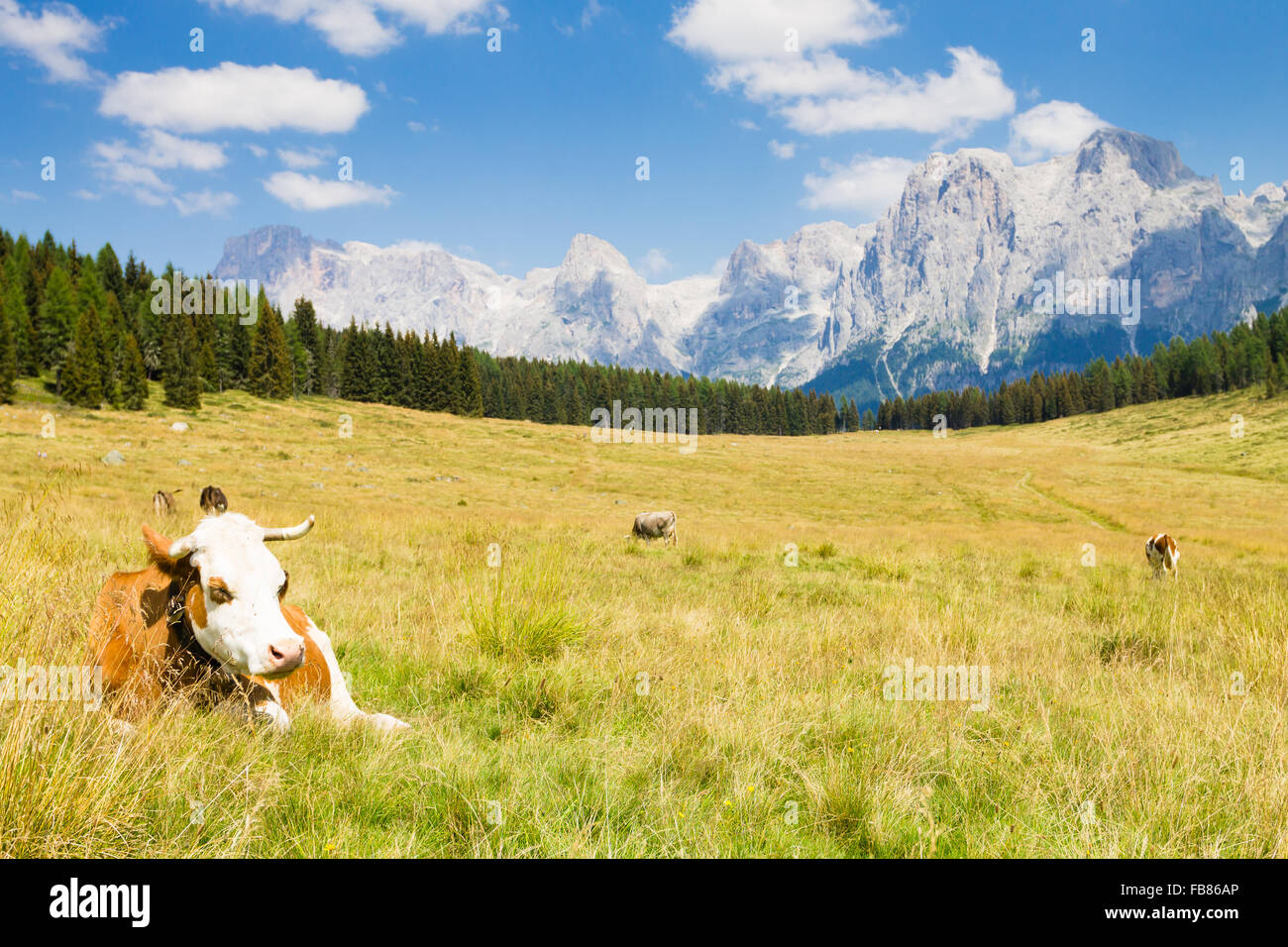 Beautiful alpine panorama, group Pala of dolomites from Calaita lake meadows, Italian landscape Stock Photo