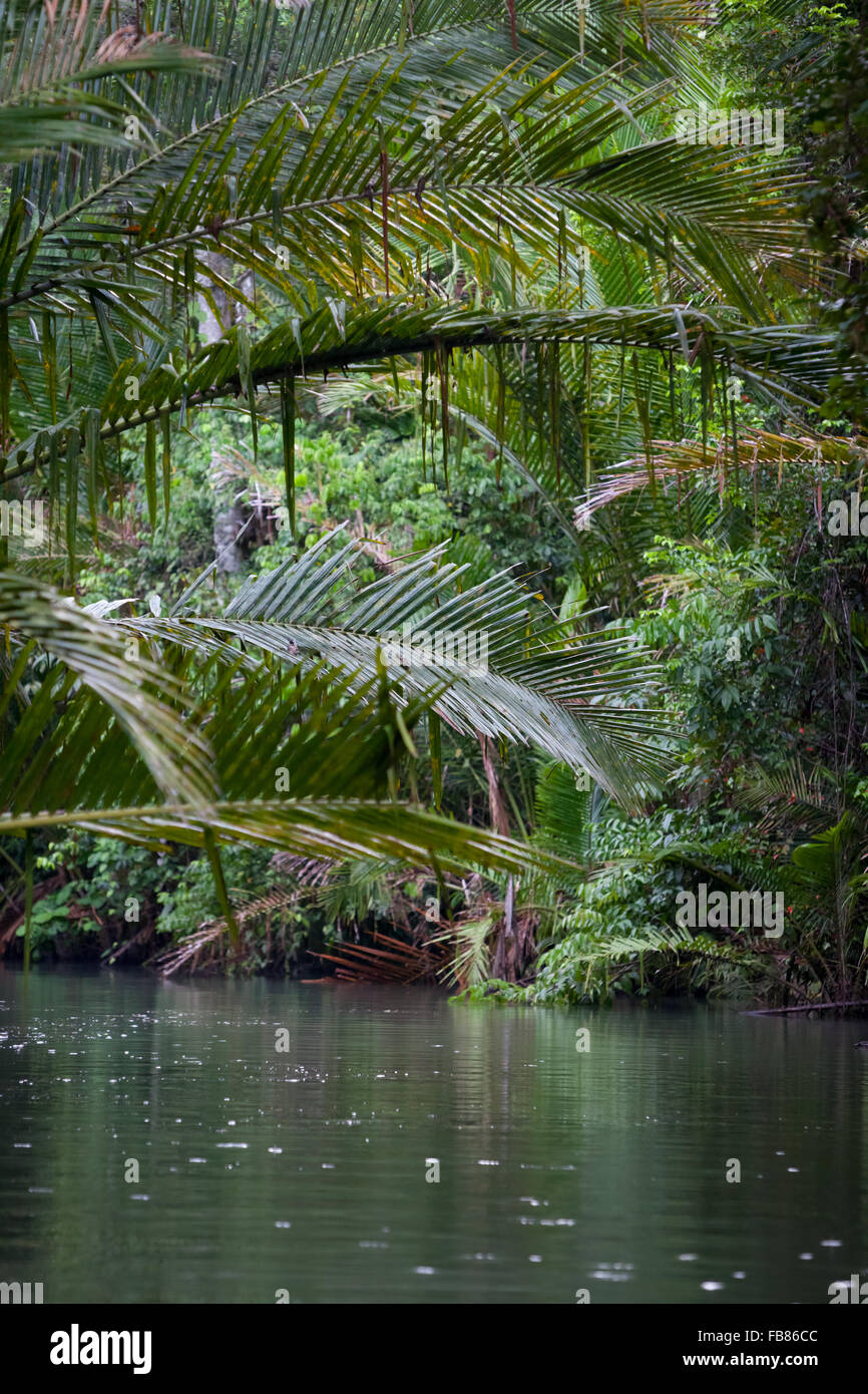 Metroxylon sagu (true sago) palms trees on riverbank. Stock Photo