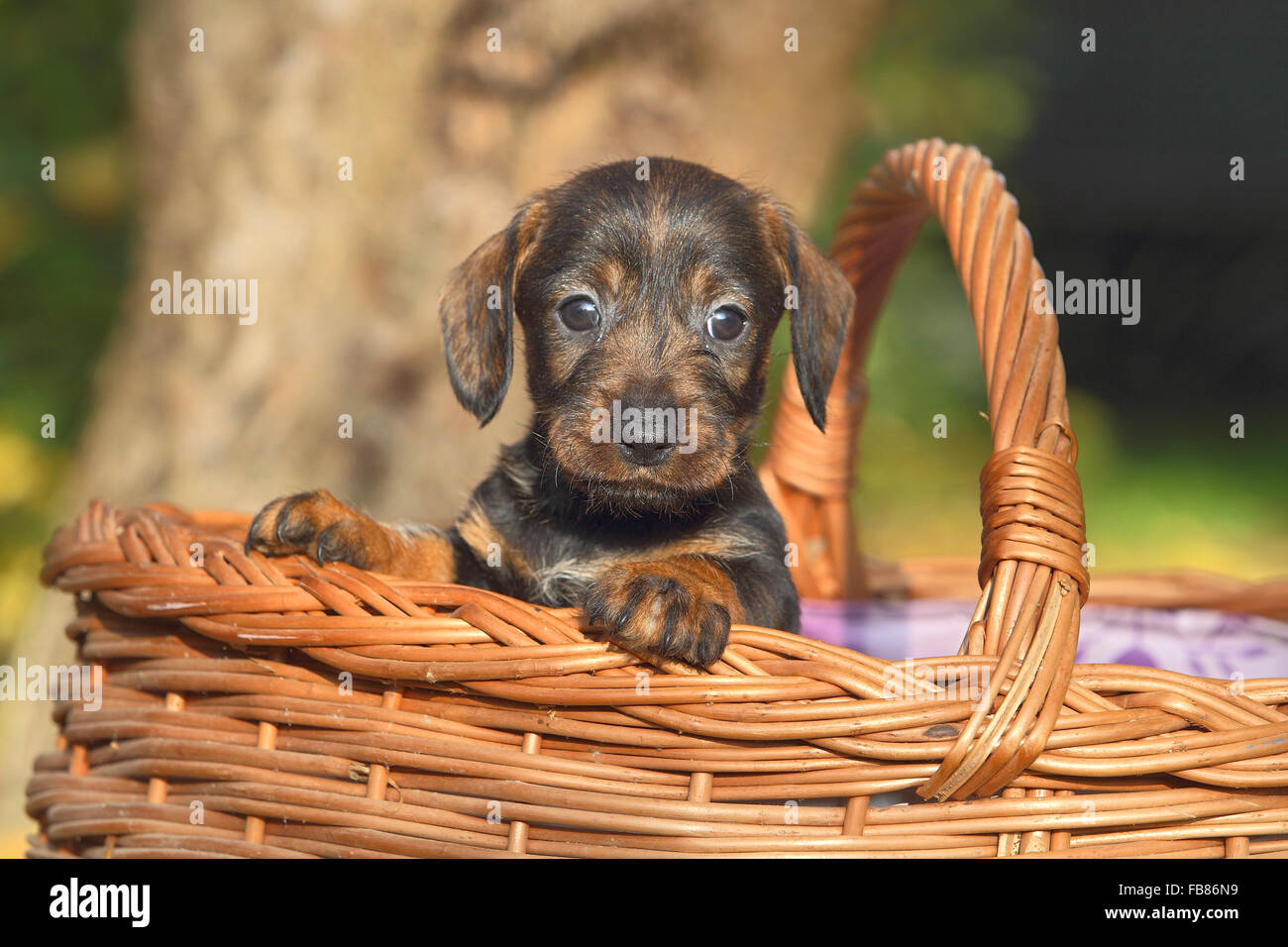 Dachshund (Canis lupus familiaris) puppy sitting in basket, Germany Stock Photo