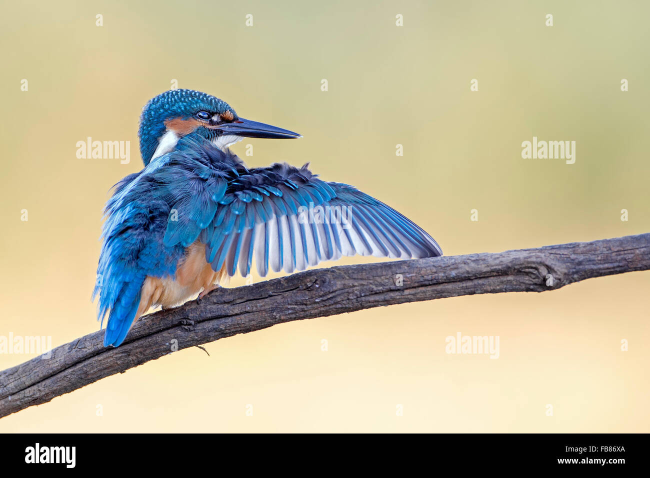 Eurasian kingfisher (Alcedo atthis) with outspread wings, male, juvenile, Middle Elbe Biosphere Reserve, Saxony-Anhalt, Germany Stock Photo