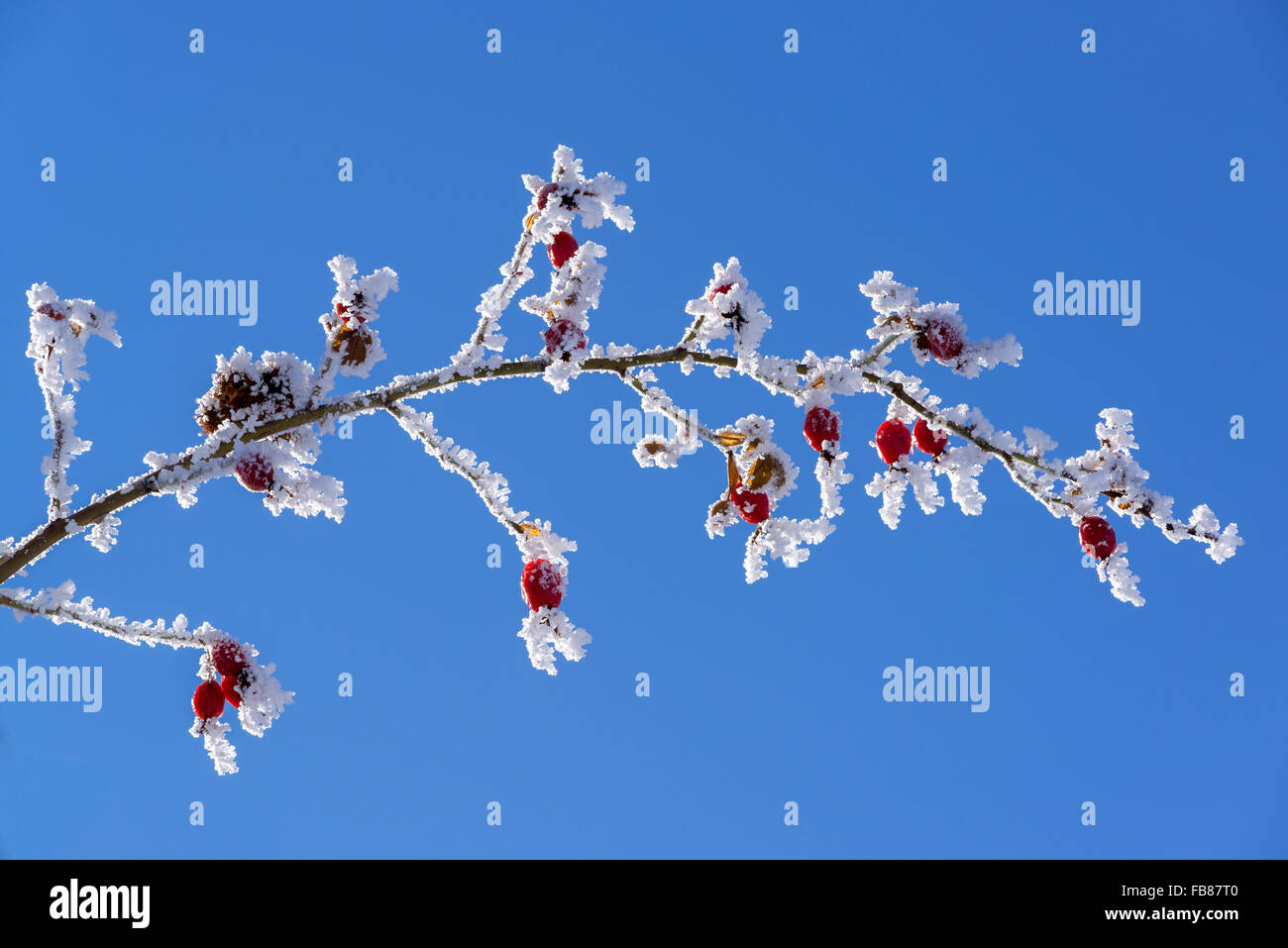 Frost on a wild rose plant in Oregon's Wallowa Valley. in Oregon's