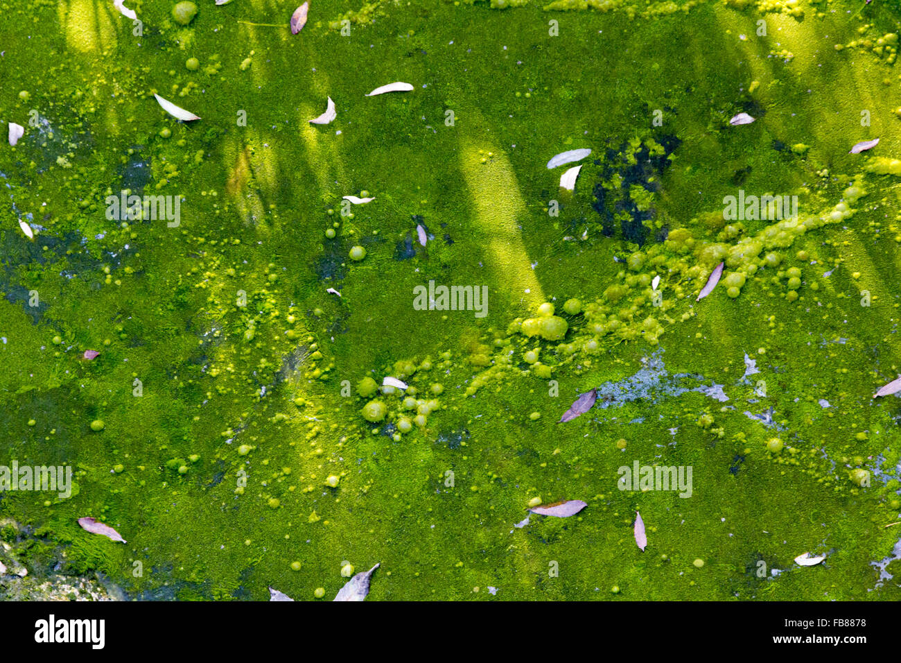 Fund water with vegetation Stock Photo