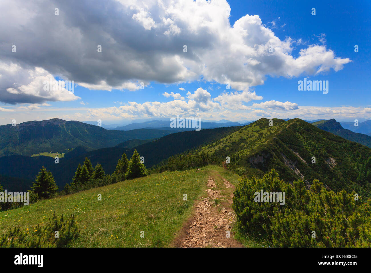 Panorama from Italian alps, mugo pines along a mountain trekking path Stock Photo