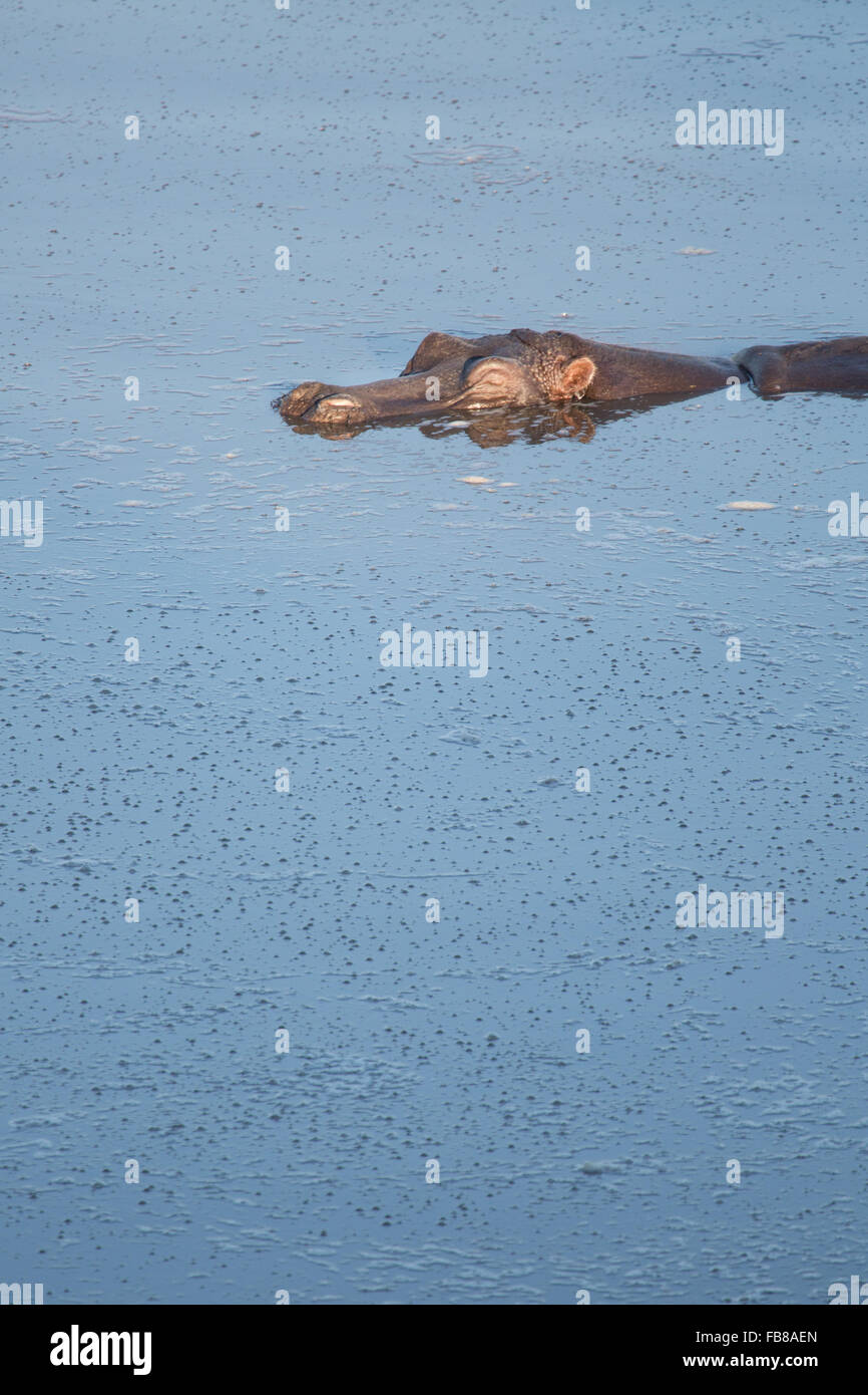 Hippo In Zimbabwe Stock Photo