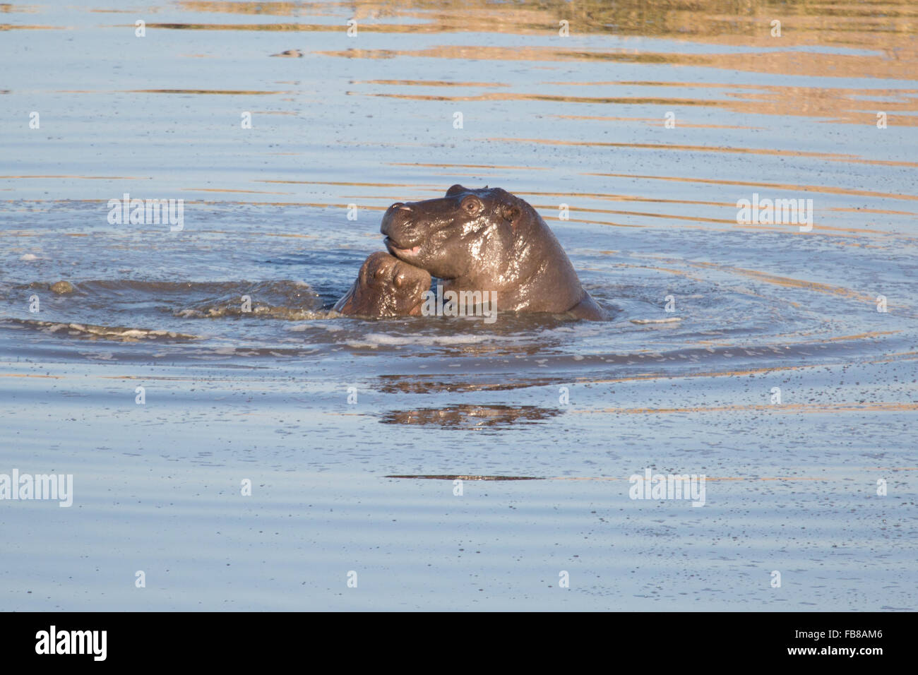 Hippo In Zimbabwe Stock Photo