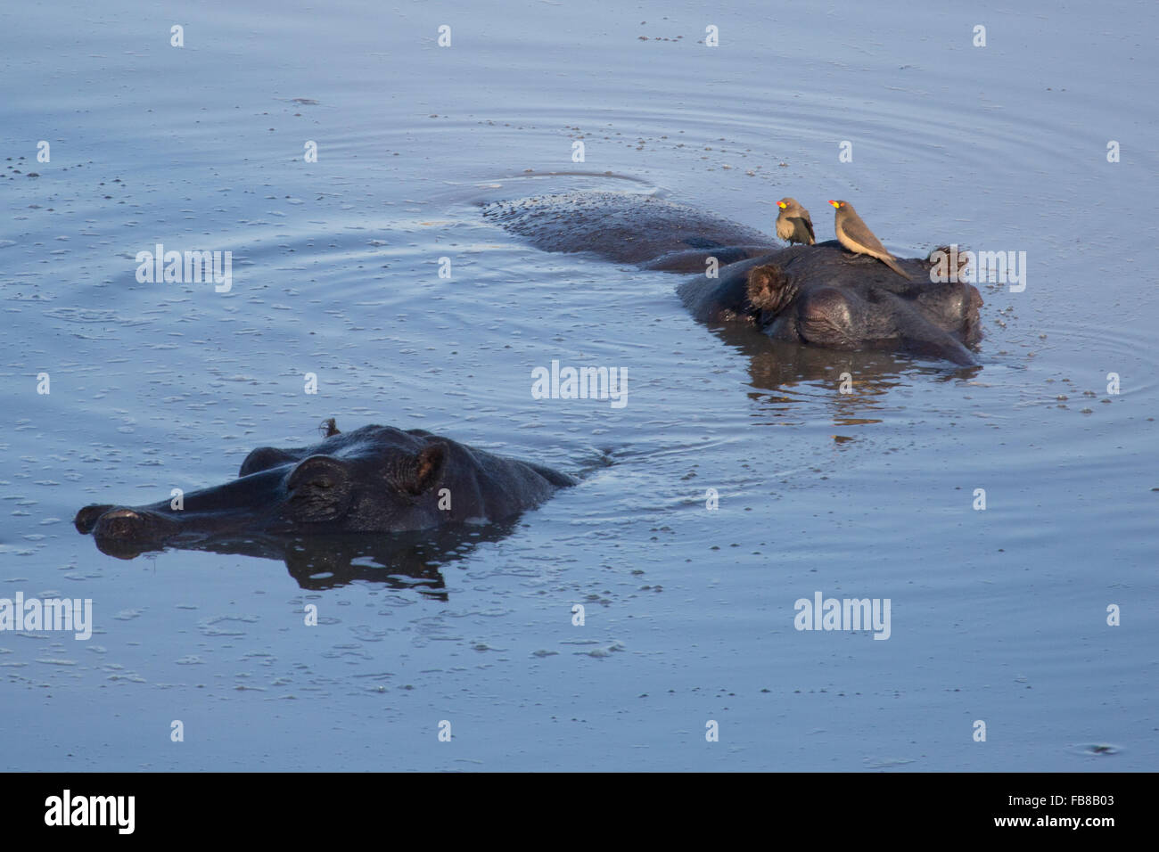 Hippo In Zimbabwe Stock Photo