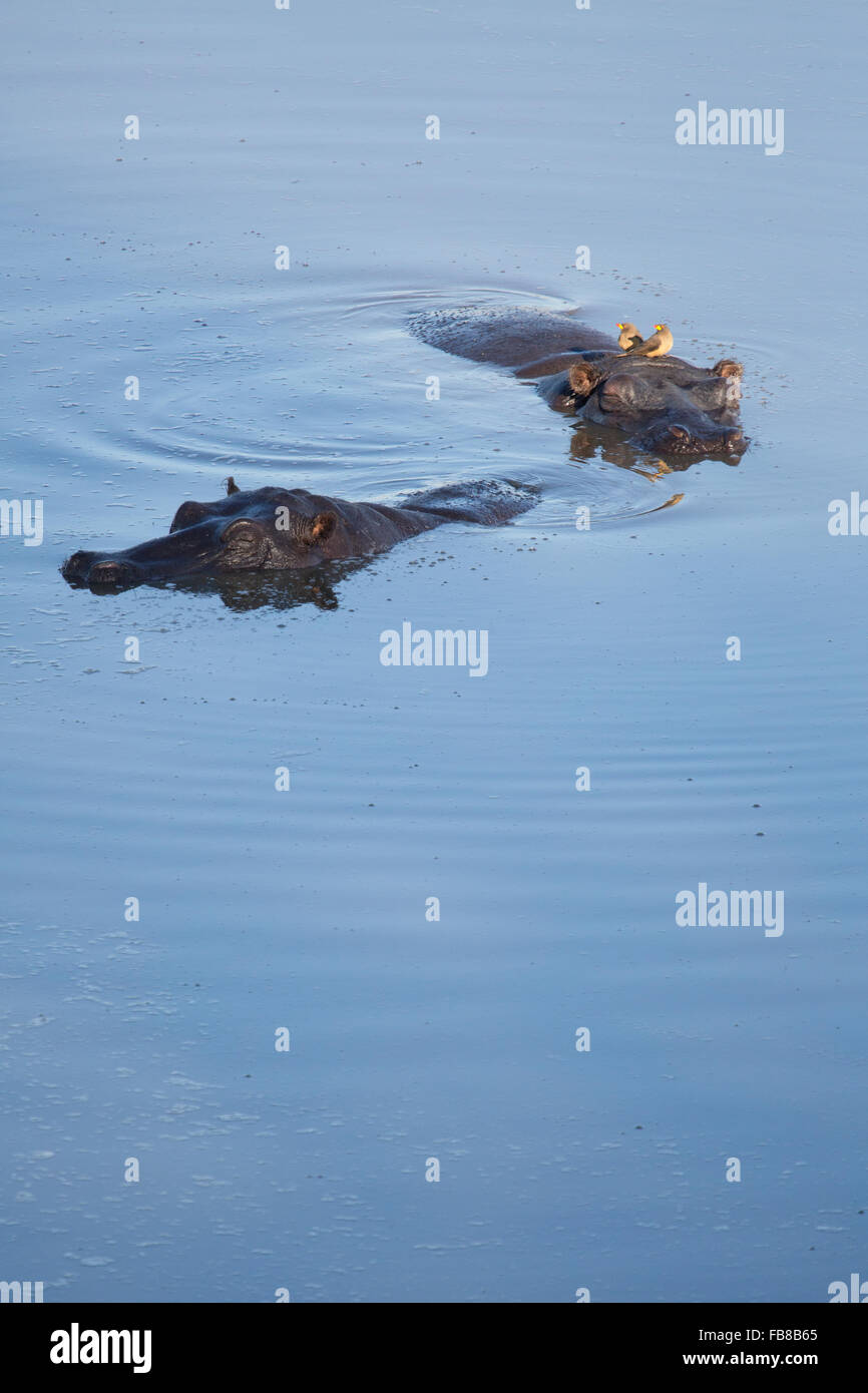 Hippo In Zimbabwe Stock Photo