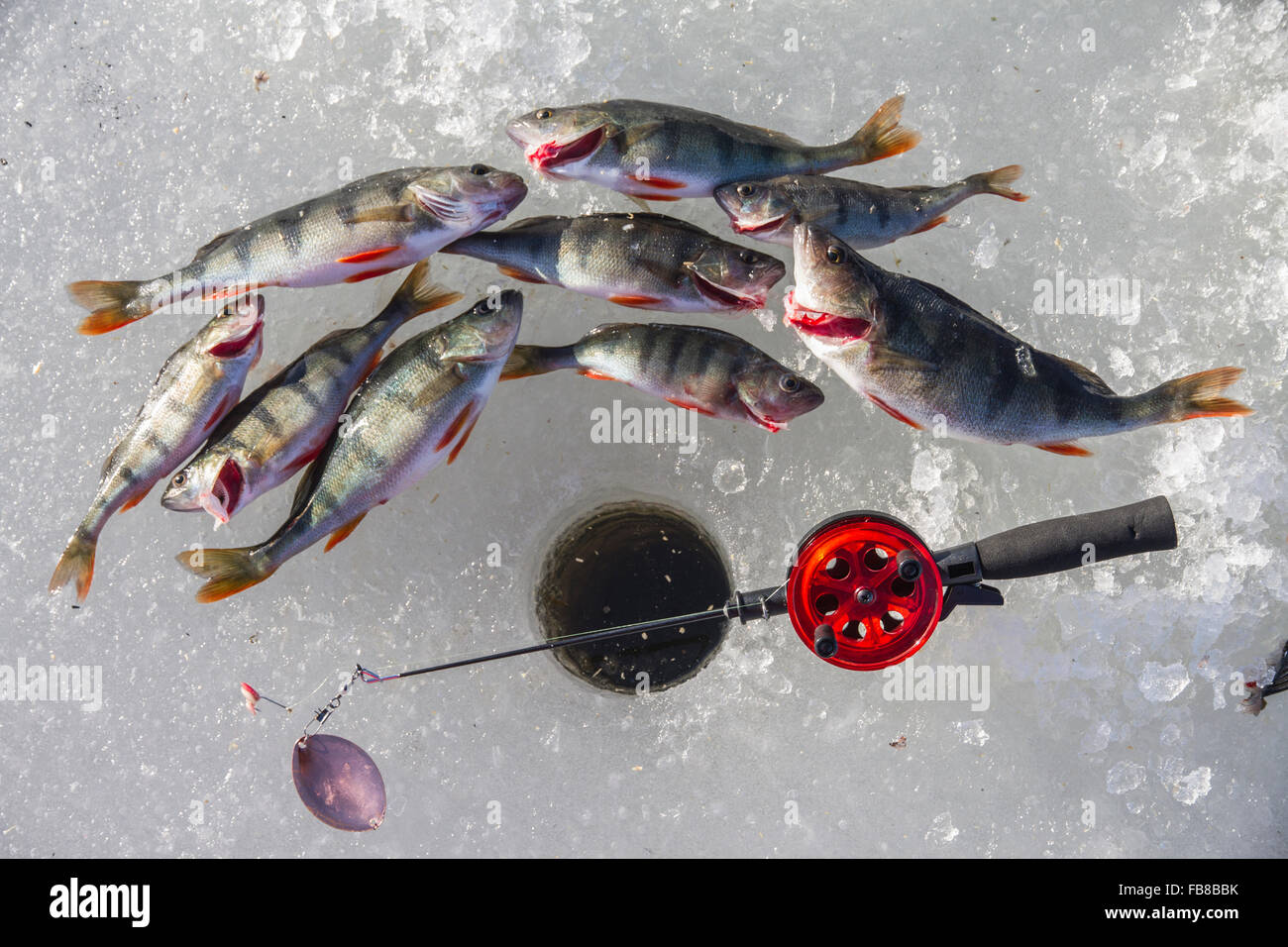 Sweden, View of dead fish next to fishing hole Stock Photo