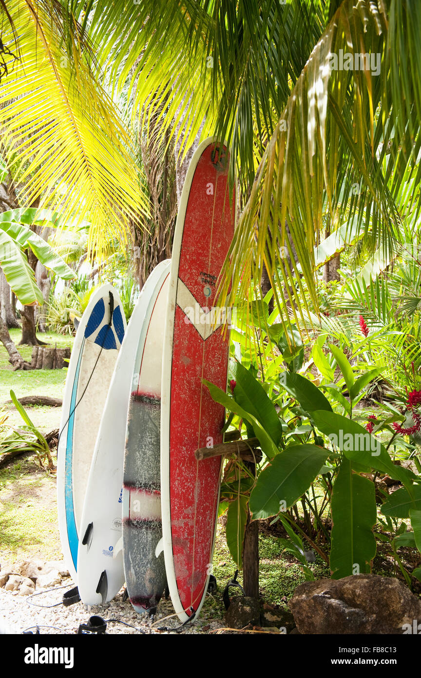 Surfboards leaning tree beach hires stock photography and images Alamy