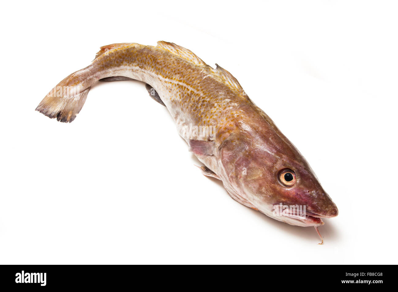 Whole large 2kg Atlantic cod (Gadus morhua) fish, Isolated on a white ...